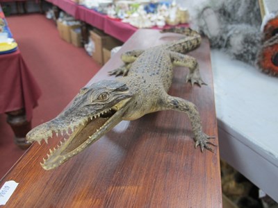 Lot 1492 - Taxidermy Speciman of a Aligator?, mounted on...