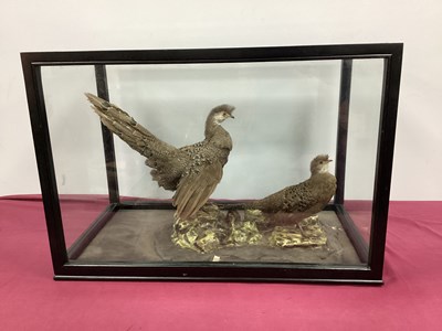 Lot 1522 - Taxidermy; Cased Burmese Peacock Pheasants...