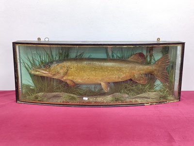 Lot 1345 - Taxidermy: A Cased Pike, caught by J.T....