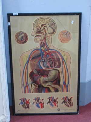 Lot 1519 - After J. HTeck, print of The Organs of The...