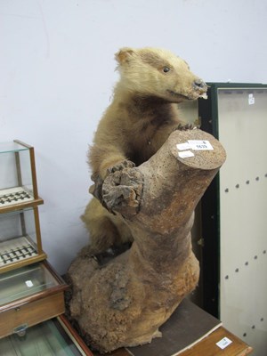 Lot 1639 - Taxidermy, circa 1900, Badger stood against...