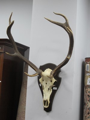 Lot 1511 - Antlers, four points to each side, on mounted '...