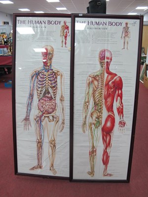 Lot 1455 - Pair of Human Body Posterior View Doctors...
