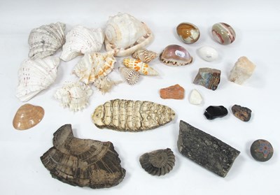 Lot 1403 - Seashells, ammonite, fossil, mammoth tooth...
