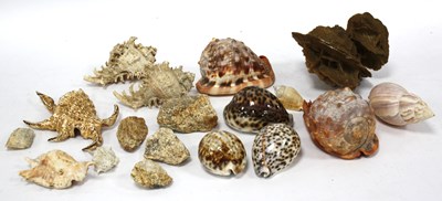 Lot 1459 - Sea Shells and Minerals (18):- One Tray.