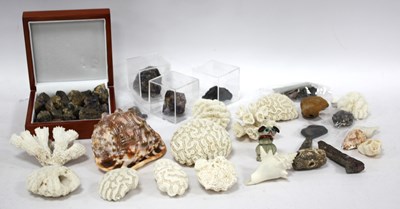Lot 1468 - A Collection of Seashells and Coral, including...