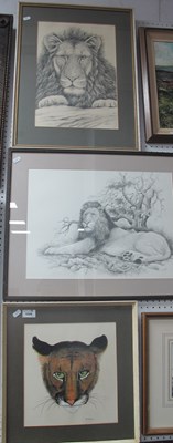 Lot 1549 - P. Sturgess, Male Lion Studies, pencil drawing,...