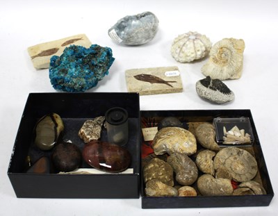 Lot 1473 - Fossils and Minerals Collection, including...