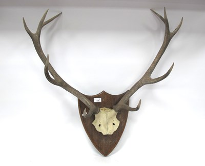 Lot 1428 - Ten Point Antlers on an Oak Shield Mount, 76cm...