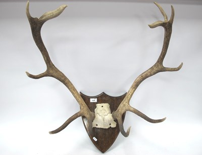 Lot 1429 - Ten Point Antlers on an Oak Shield Mount, 63cm...