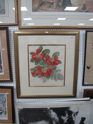 Lot 1540 - A Framed Botanical Watercolour Study Depicting...