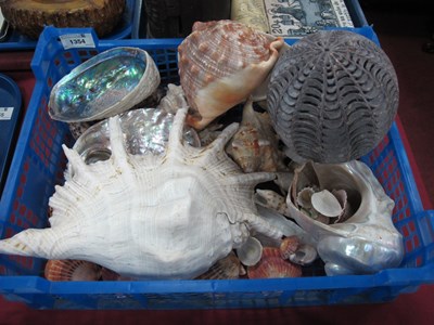 Lot 1354 - A large quantity of sea shells. One Box