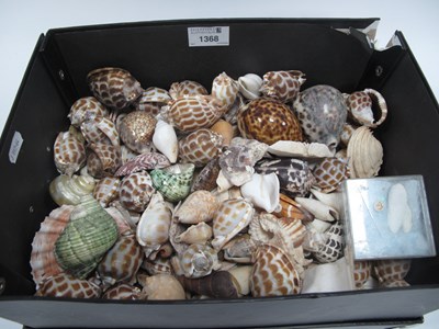 Lot 1368 - Large collection of seashells and marine...