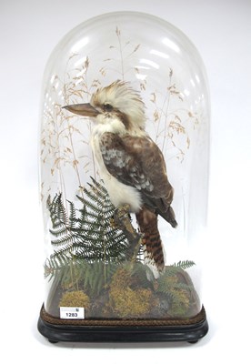 Lot 1283 - Taxidermy - A Kookaburra, perched on a branch...
