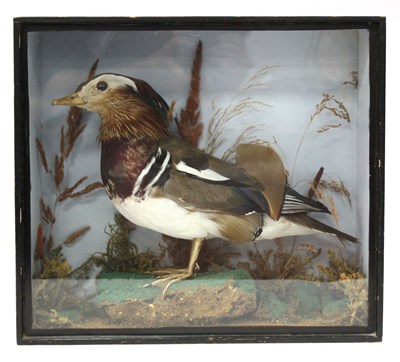 Lot 1282 - Taxidermy - A Cased Mandarin Duck (Aix...