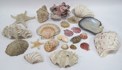 Lot 1278 - Collection of Natural Seashells and Marine...