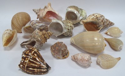 Lot 1274 - Collection of Specimen Seashells, including...