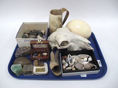 Lot 1386 - Geological Specimens and Natural History Items,...