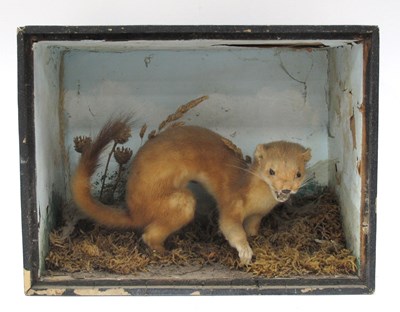 Lot 1325 - Taxidermy Stoat? in a Naturalistic Setting,...