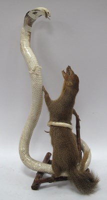 Lot 1329 - Taxidermy Mongoose and Cobra Group in Combat,...